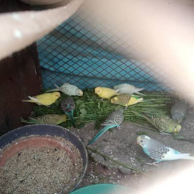 Australian & budgies patthay