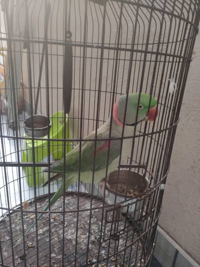 Beautiful Parrot for Sale