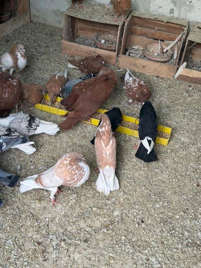 Norwich Hasshine pouter frill back