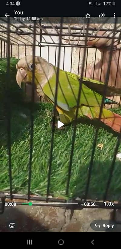 pineapple and sun canor