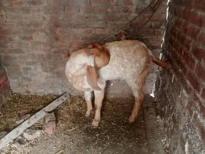 pure maki chena bakra