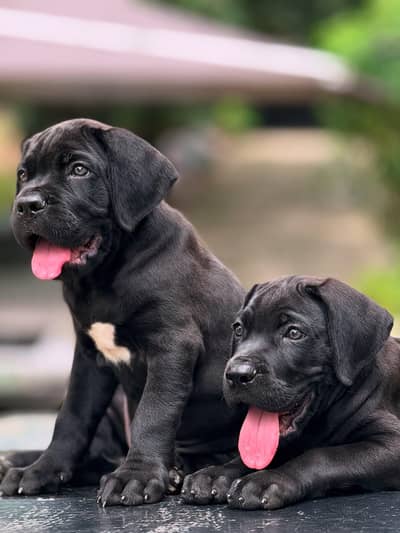 cane corso 03234696626
