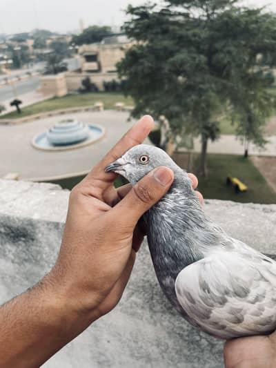 Salata male hai breeder