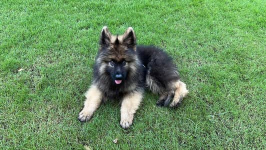 German Shepherd For Sale