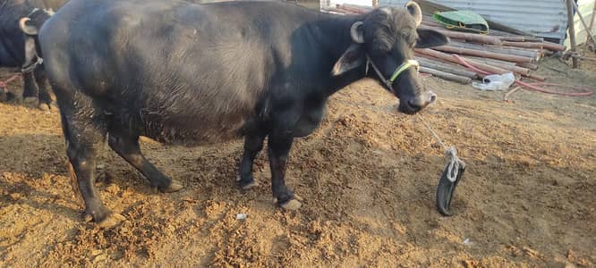 buffalo for sale