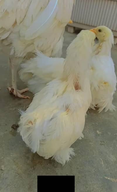 aseel female with bantam chicks exchange possible