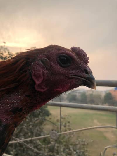 Dragon Neck Locker Male Supreme Quality