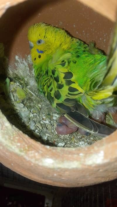 Australlian breeder pair budgies