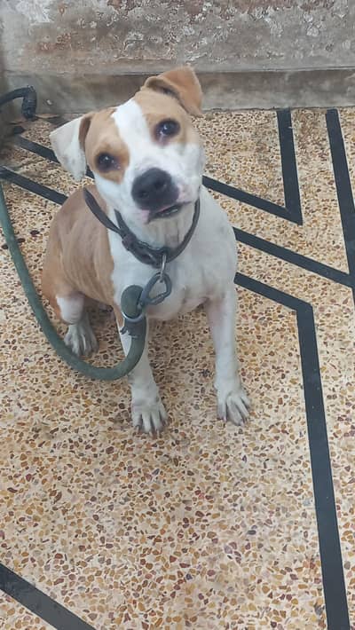 Breeder female for sale