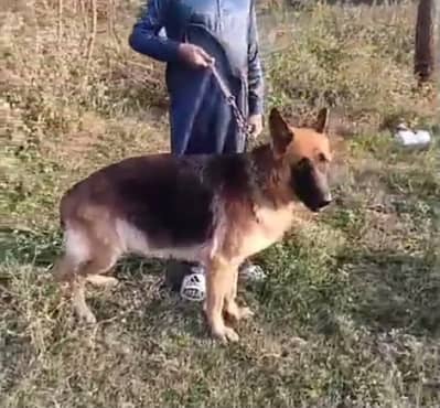 German Shephard female
