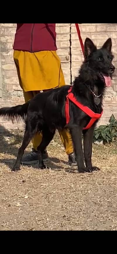 Belgian Shepherd male | Black Belgian Shepherd |stock Coat | Gsd