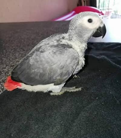 African grey parrot 3 month age contact number 03434057183