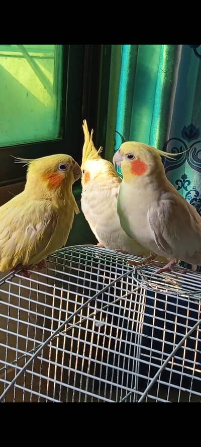 COCKATIEL 2 PAIR, BREADER
