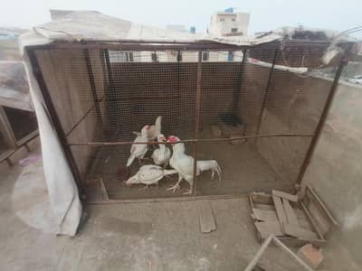 Quality Aseel all setup for sale