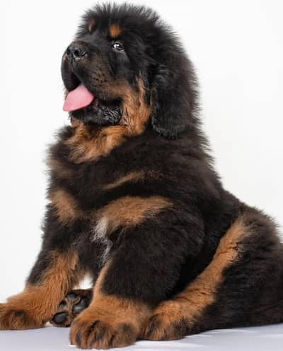 Tibetan Mastiffs  03234696626