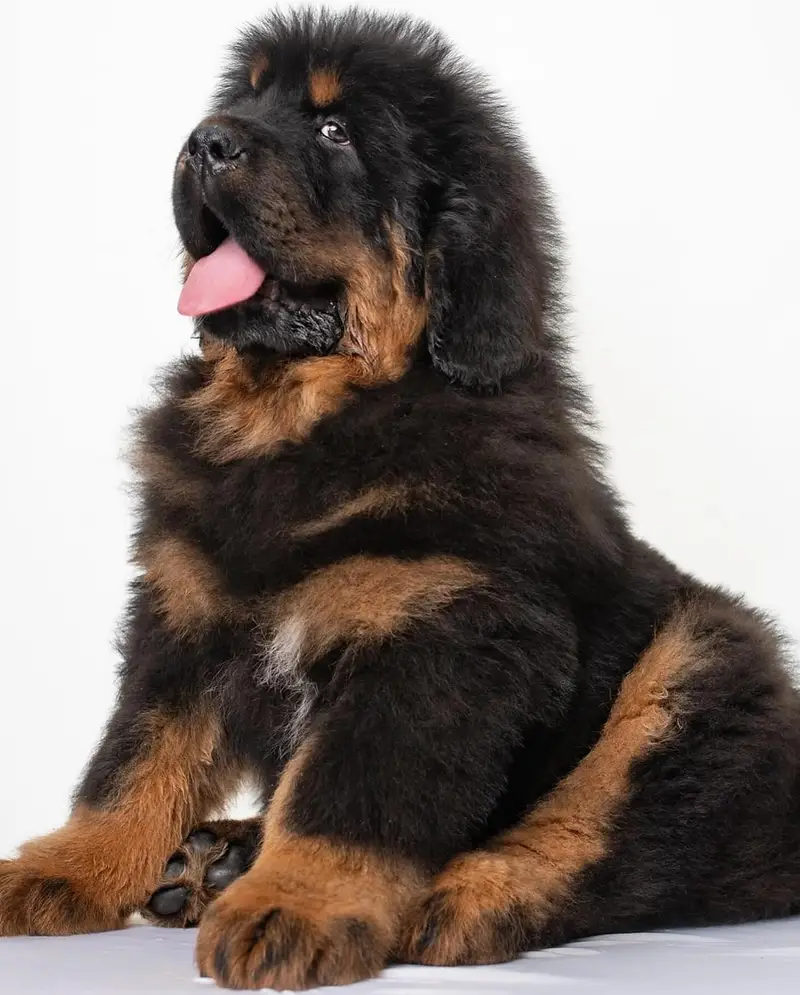 Tibetan Mastiffs 03234696626