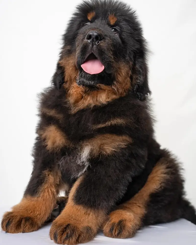 Tibetan Mastiffs 03234696626 — photo 2