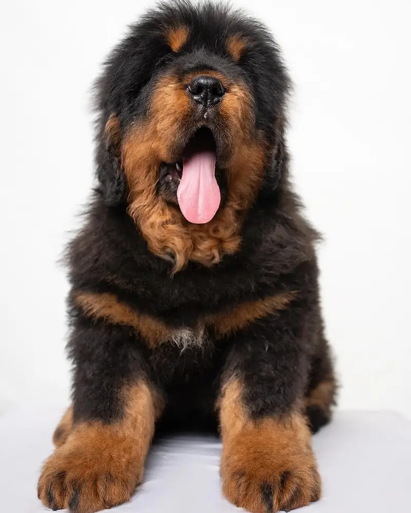 Tibetan Mastiffs 03234696626 — photo 3