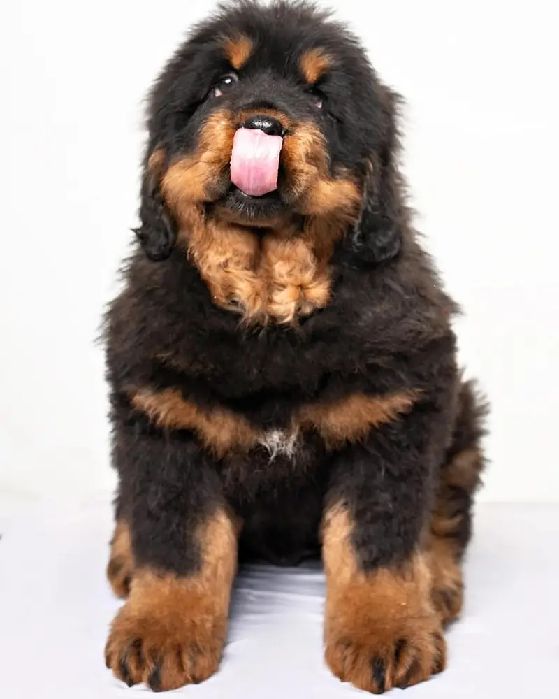 Tibetan Mastiffs 03234696626 — photo 4