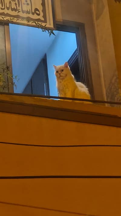 Persian Female Cat / White Cat / single Cat / Cute Cat for sale