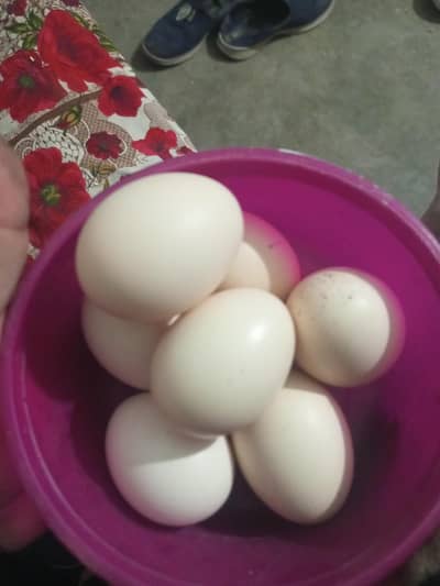 Aseel fertile eggs