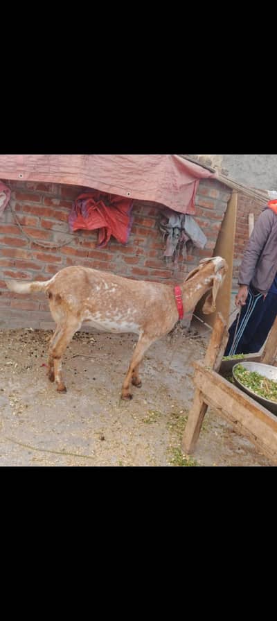 pure maki cheni bakri