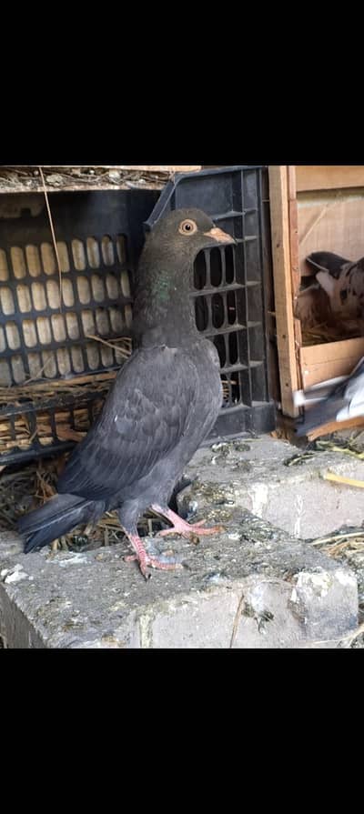 black Teddy Patti Insan teddy royal teddy dub wali