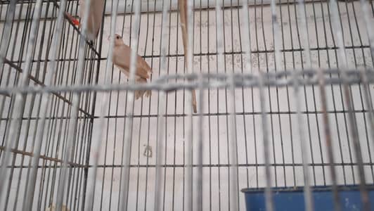 Fawn jawa and albino red eye jawa