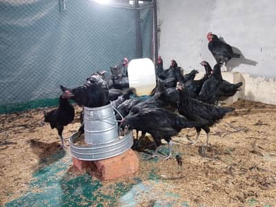 Pure Black Australorp Patthay Available