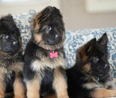 German Shepherd puppies 03425137217