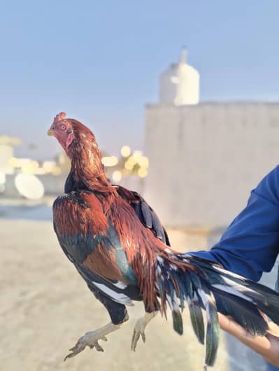 ASEEL MURGA MURGIYA FOR SALE