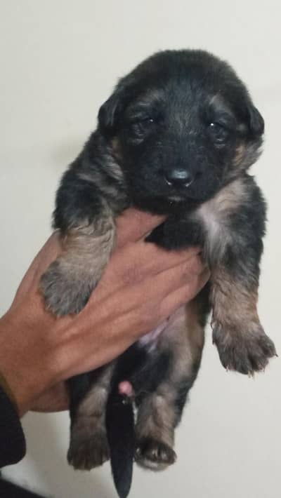 German shepherd long coat  black puppies and black and tan