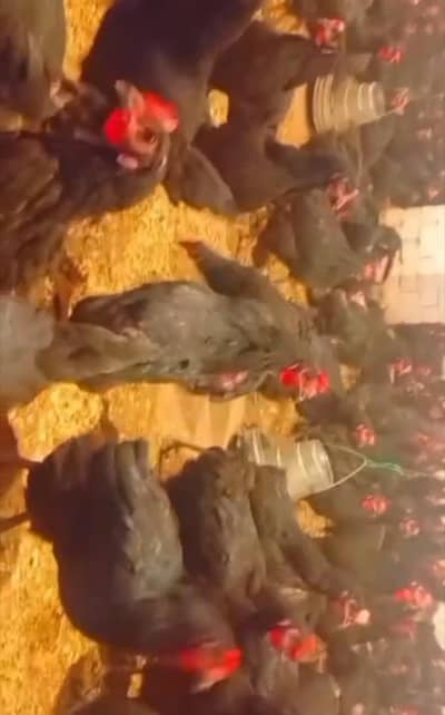 lohman black starter hen