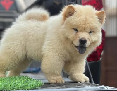 chow chow 03234696626