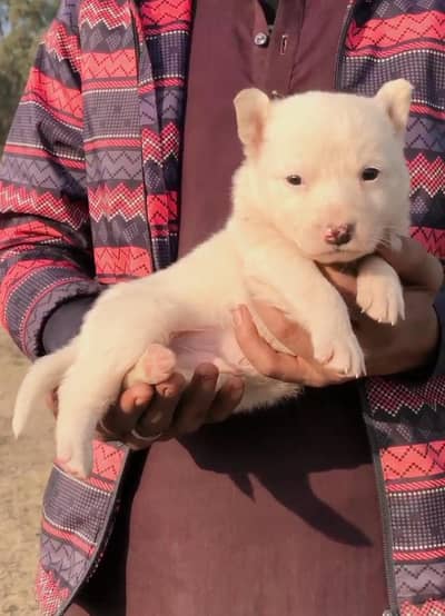 pure Russian puppy male 0 size triple coat show quality for sale
