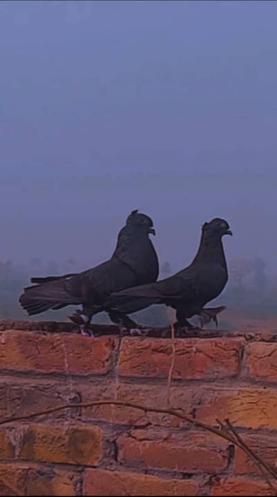 Breeder pair ready to lay eggs