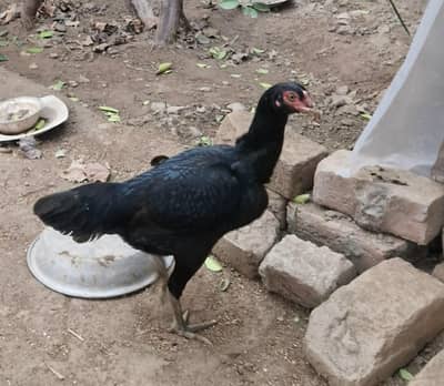 mushki hen aseel for sale breeder hen