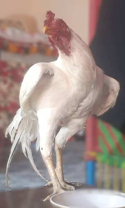 Pure Desi Aseel Heera Murgha Jawan Tyar– 20 Saal Purani Desi Line