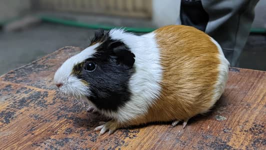 English cavies/Guinea pig & Hamsters