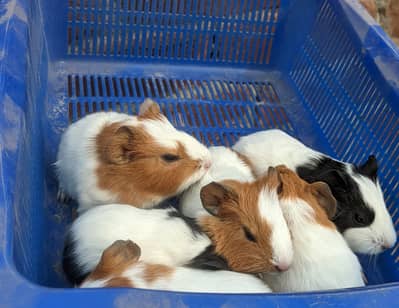 English cavies/Guinea pig