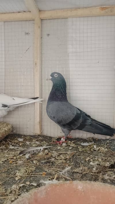 available Male black teddy