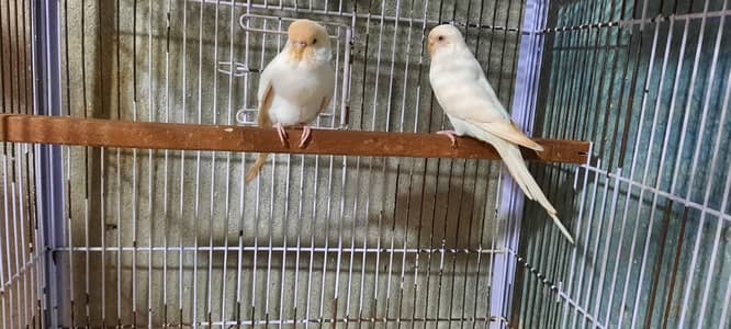 Budgies & Love Birds for Sale
