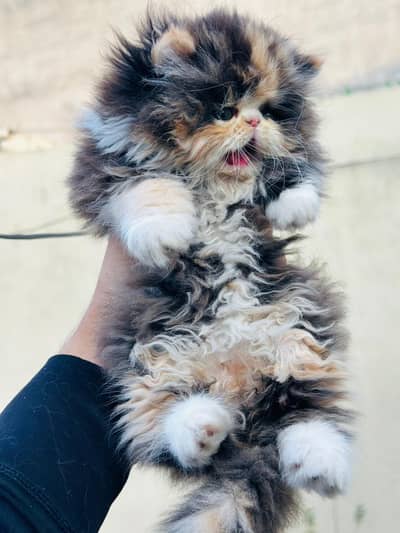 calico kittens|triple Coated|Piki Face kittens /cute|scotish fold/peki