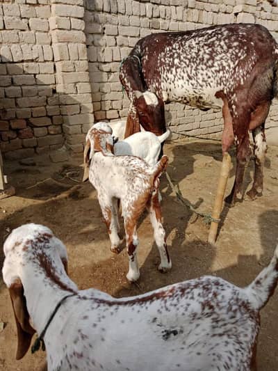 3 bacchon wali bakri for sale call me:03460423873