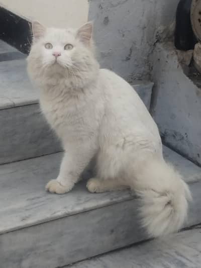 Persian cat for sale