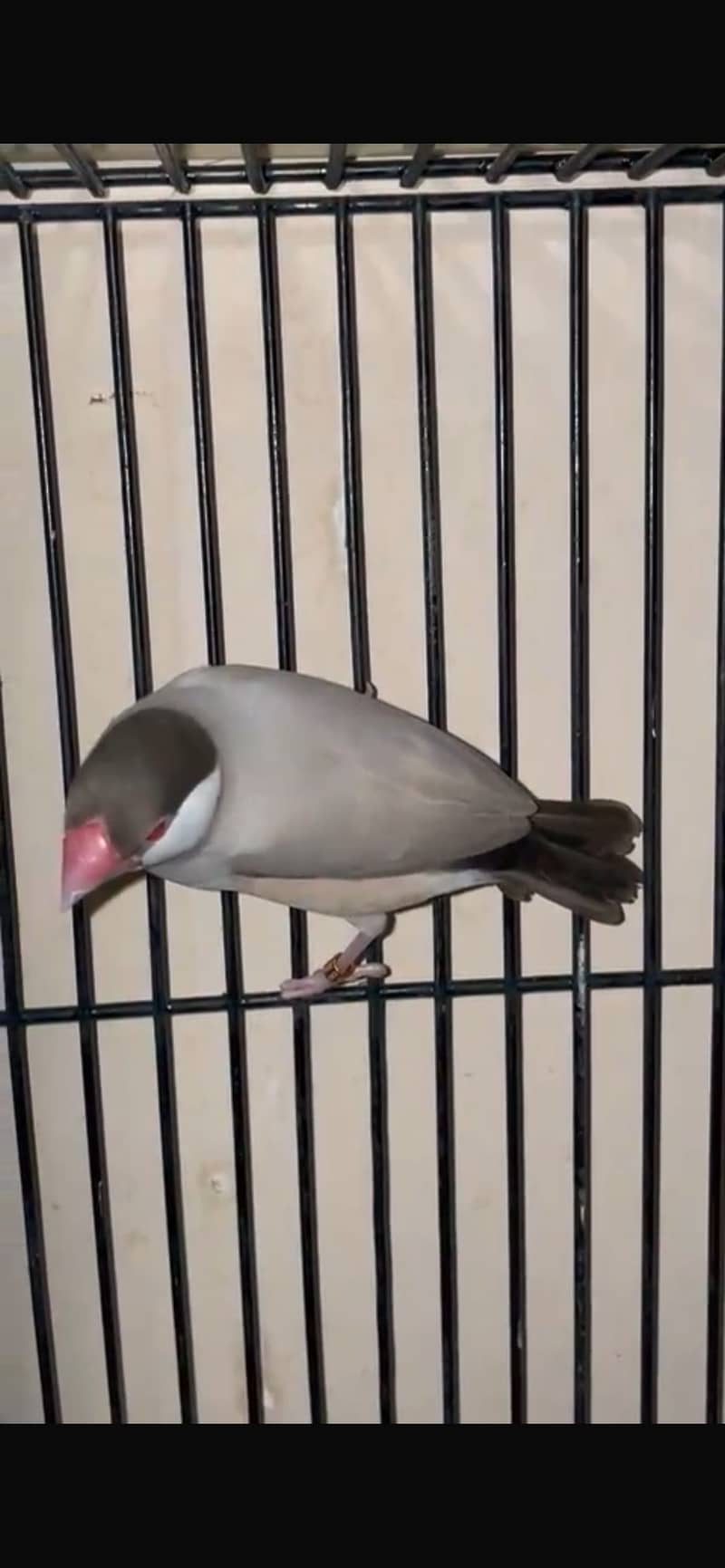 Fawn java dark head 0