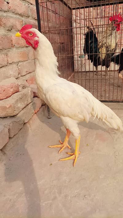 Pure Aseel Cheena Pair // Price Fixed Hai