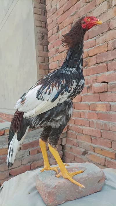 Pure Aseel Cheena Pair // Price Fixed Hai