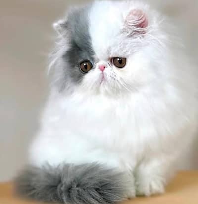 calico kittens|triple Coated|Piki Face kittens /cute|scotish fold/peki