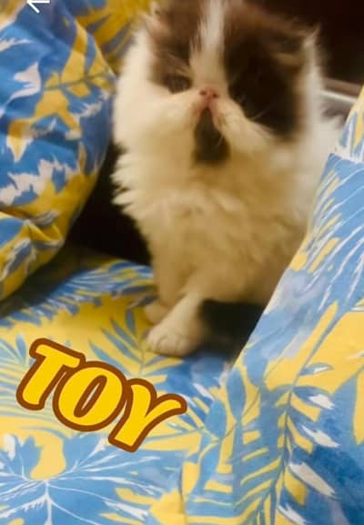 calico kittens|triple Coated|Piki Face kittens /cute|scotish fold/peki